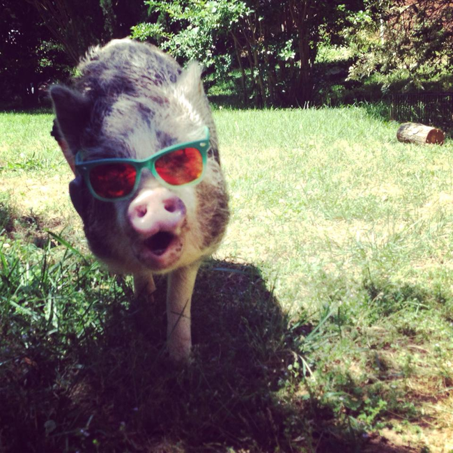 That's ok, this pig is simply too cool and doesn't need any friends.