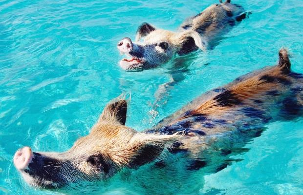 Pigs love swimming.