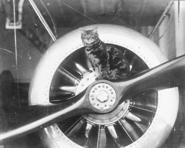 9.) The mascot of the <em>HMS Vindex</em>, Pincher, sitting on the propeller of one of the sea planes carried by this ship.