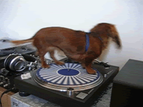 18.) 90% of Dachshunds wish they were DJs.