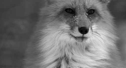 11.) This fresh-faced fox.