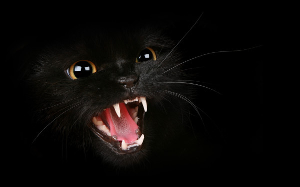 cat-teeth-whiskers-teeth-kotyara-hiss-evil-evil-mustachioed-animal-600x375