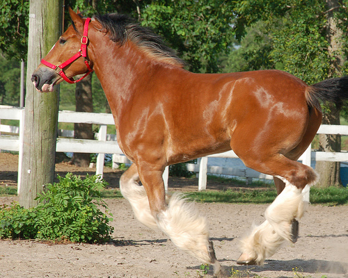 clydesdale-running1