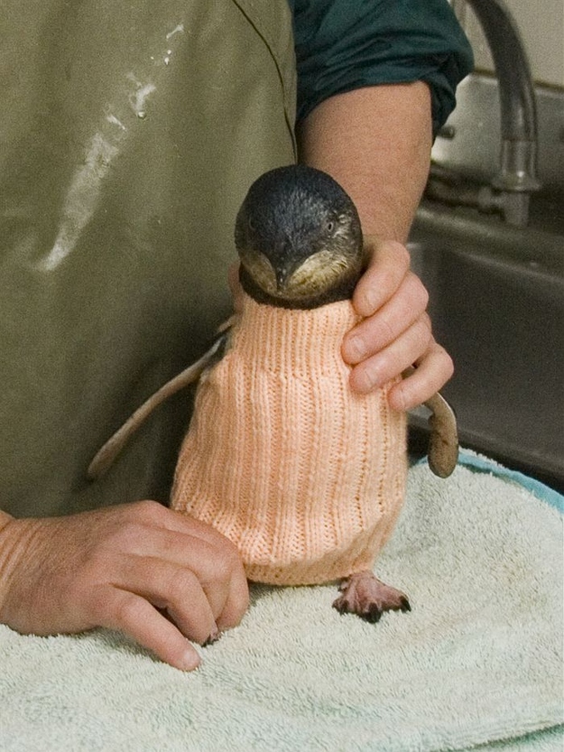 penguin-sweater-4