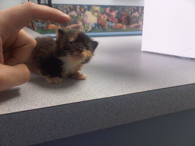 Diagnosis: you've overdosed on cute.