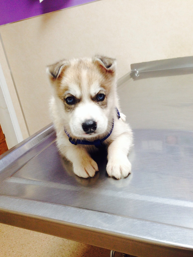 "You know I hate it when you take pictures of me at the vet. The lighting is all wrong."