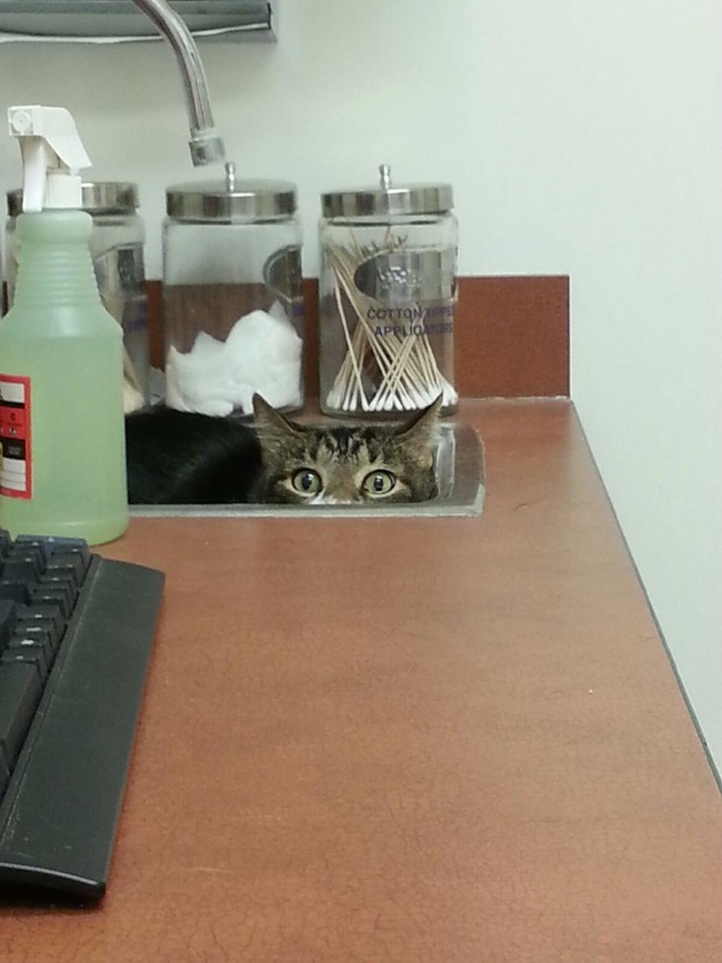 "I AM the sink. No doctor will find me here!"