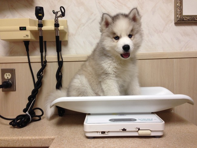 "Listen, I know I packed on a few pounds, but my new kibble is <em>so good</em>."
