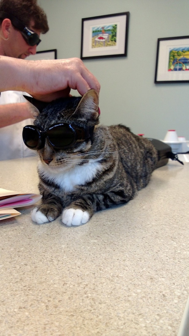 Too cool for school (or the vet). 