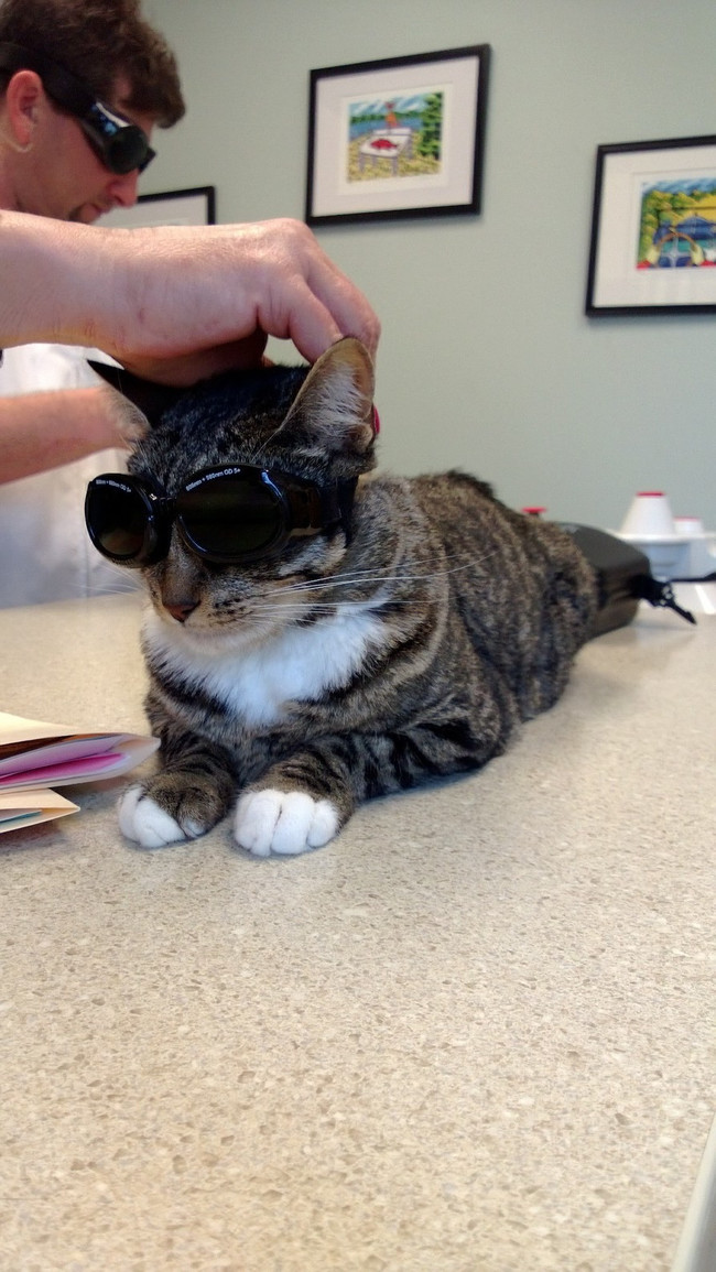Too cool for school (or the vet).
