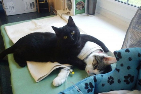 veterinary-nurse-cat-hugs-shelter-animals-radamenes-bydgoszcz-poland-1-600x399
