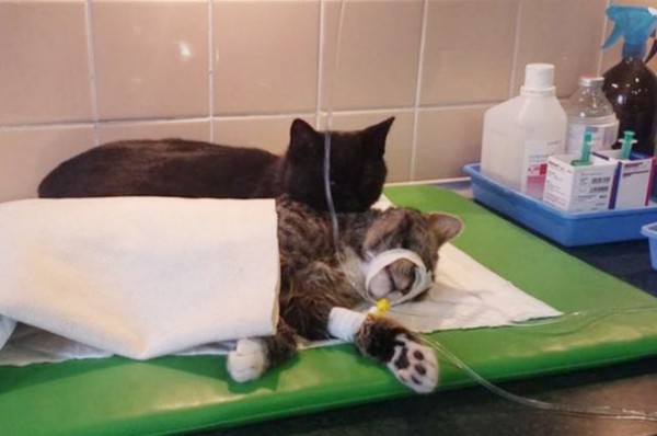 veterinary-nurse-cat-hugs-shelter-animals-radamenes-bydgoszcz-poland-10-600x398