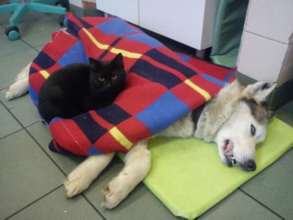 veterinary-nurse-cat-hugs-shelter-animals-radamenes-bydgoszcz-poland-4-600x450