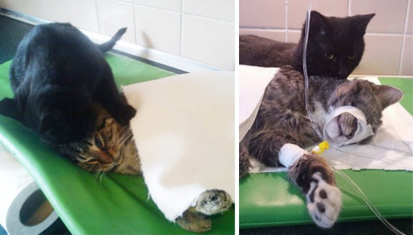 veterinary-nurse-cat-hugs-shelter-animals-radamenes-bydgoszcz-poland-6-600x342