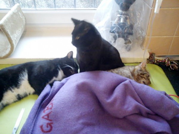 veterinary-nurse-cat-hugs-shelter-animals-radamenes-bydgoszcz-poland-9-600x450