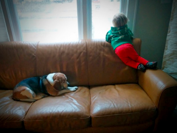 doggie-heaven1