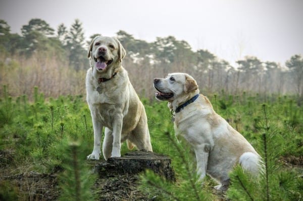 labrador-805838_1280-600x399