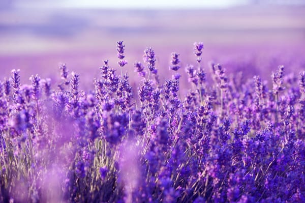 lavender-field-600x399