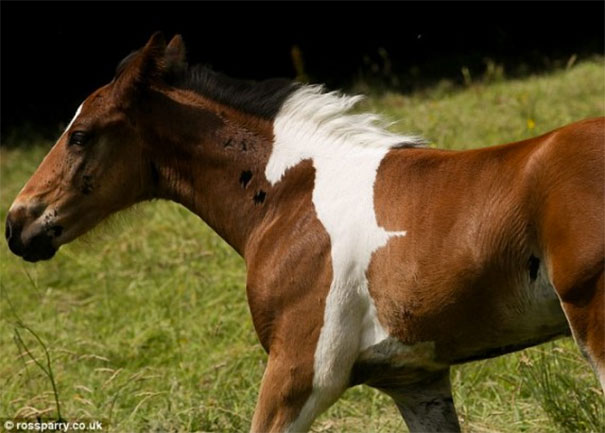 horsemark1