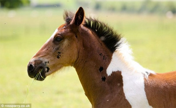 horsemark2
