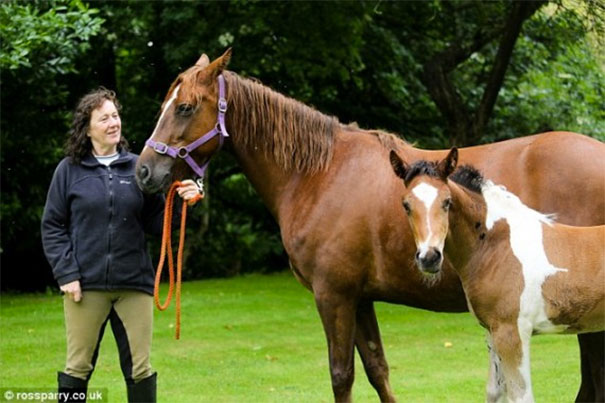 horsemark3