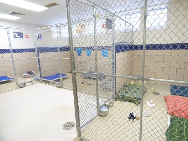 Indiana shelter has all animals adopted