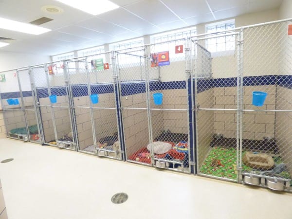 Indiana shelter has all animals adopted