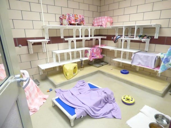 Indiana shelter has all animals adopted