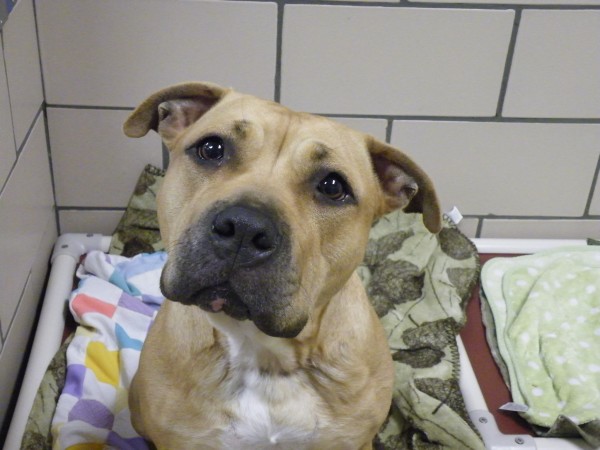 Indiana shelter has all animals adopted