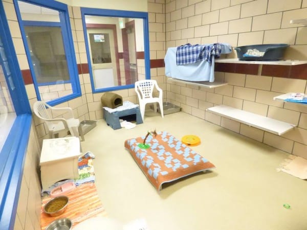 Indiana shelter has all animals adopted