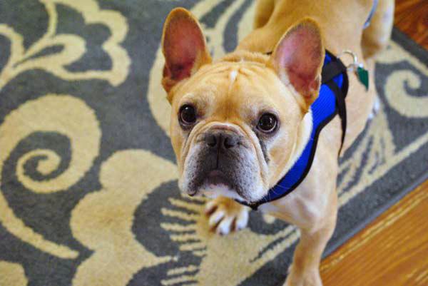 Percy-adopt-dog