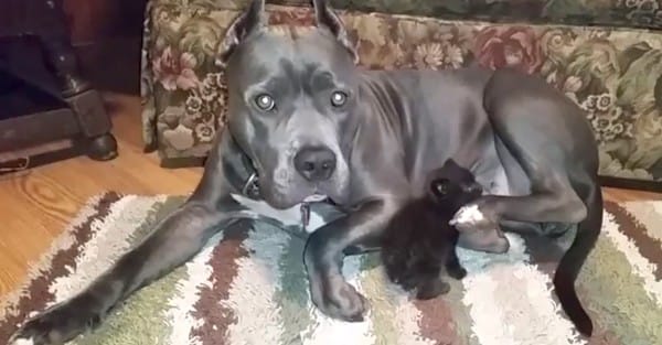 Pit-bull-adopts-kitten-2-600x313