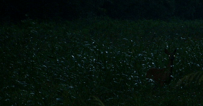 deer4