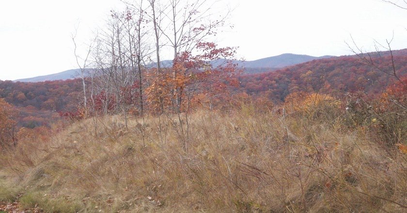 deer5