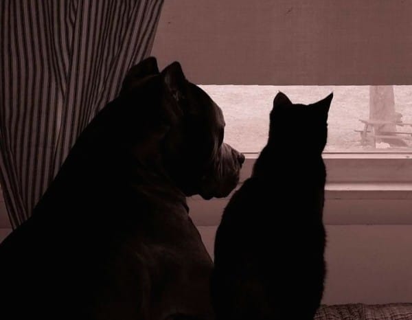 pit-bull-cat-window-cute-600x466