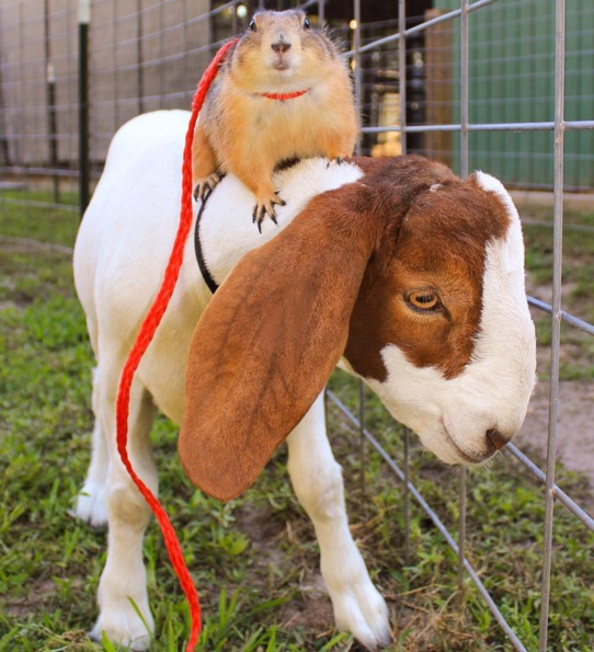 dog-2