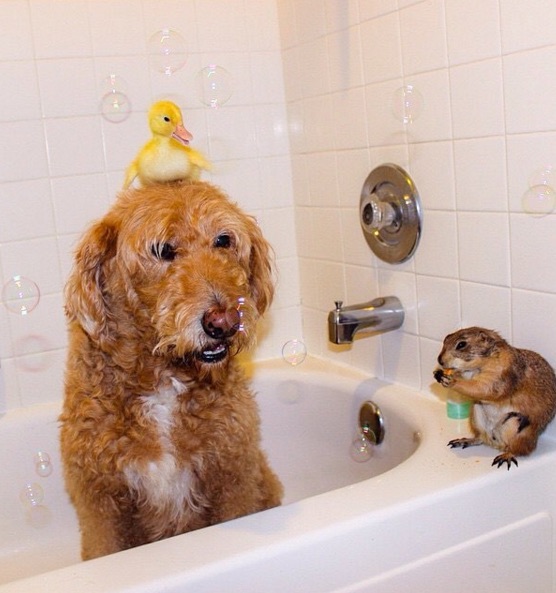 dog-3