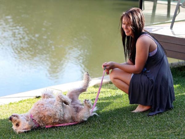 770566-muffy-dog-600x450