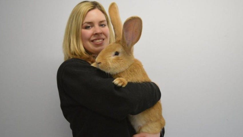 88176182_rabbit-850x478