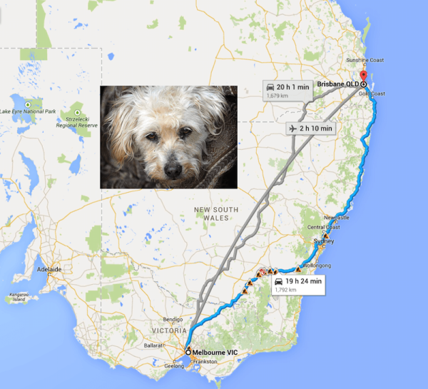 Lost-Dog-Returned-After-9-Years-with-Dog-2-600x545