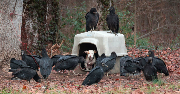 godupdates-vultures-surround-neglected-dog-11