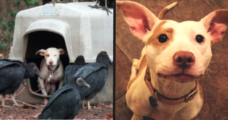 godupdates-vultures-surround-neglected-dog-7