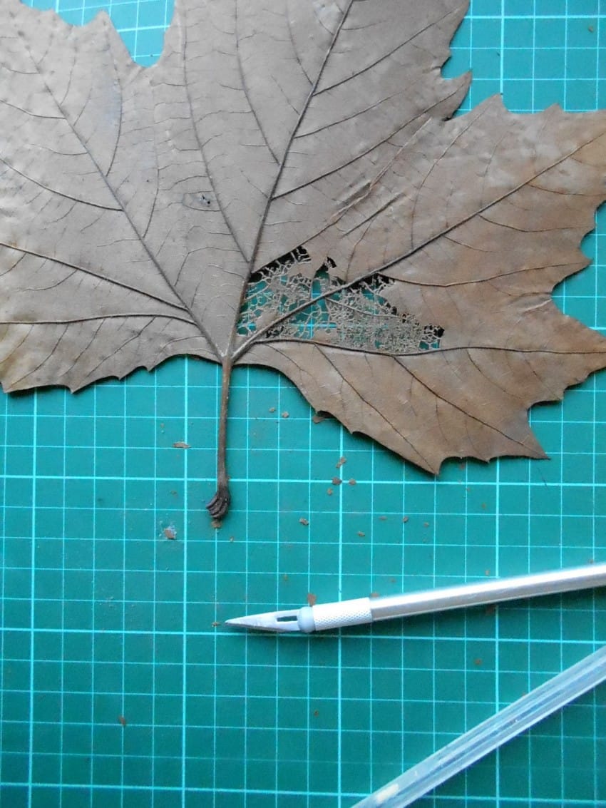 leaf-7-850x11331