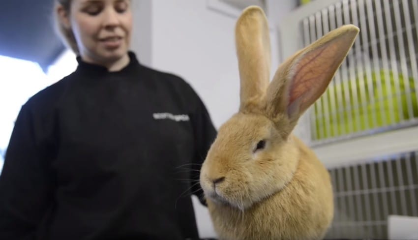 rabbit-850x488