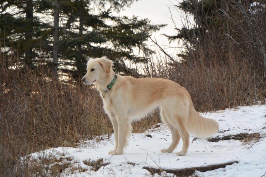dog-saves-eagle-1-850x566