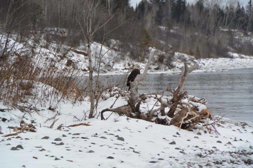 dog-saves-eagle-5-850x566