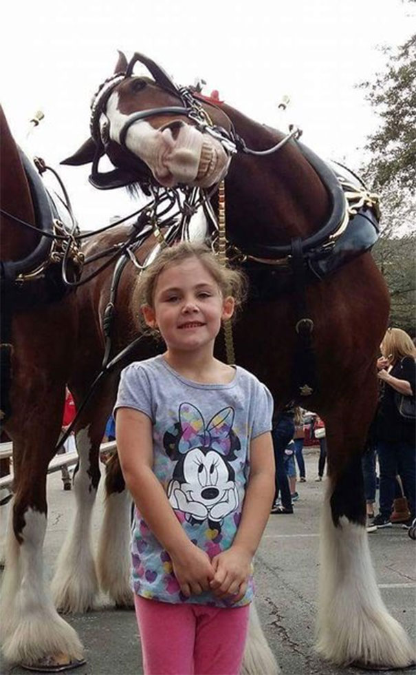 horsephoto