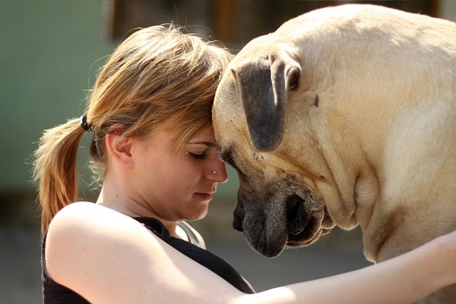 dog and human
