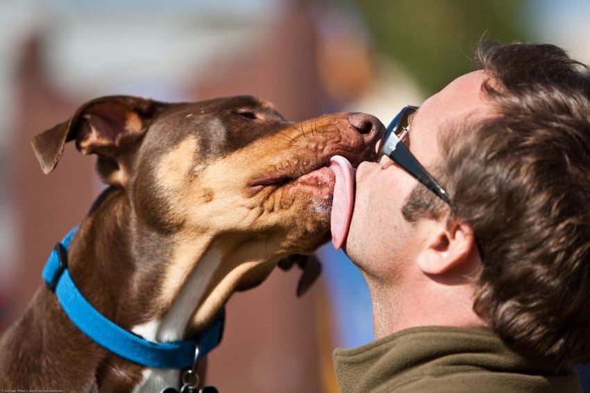 dog licking face