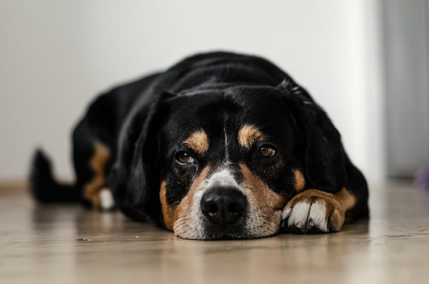 dog watching